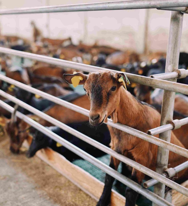 Mavambo-goat-posing-behind-a-metal-fence-indoors