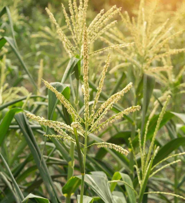 mavambo-close-up-of-corn-flowers-on-tree-in-field-with-sun-2026-03-26-22-56-13-utc_11zon